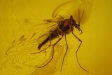 Fossil Fly (Diptera) And Chalcid Wasp (Chalcidoidea) In Baltic Amber #166208-1